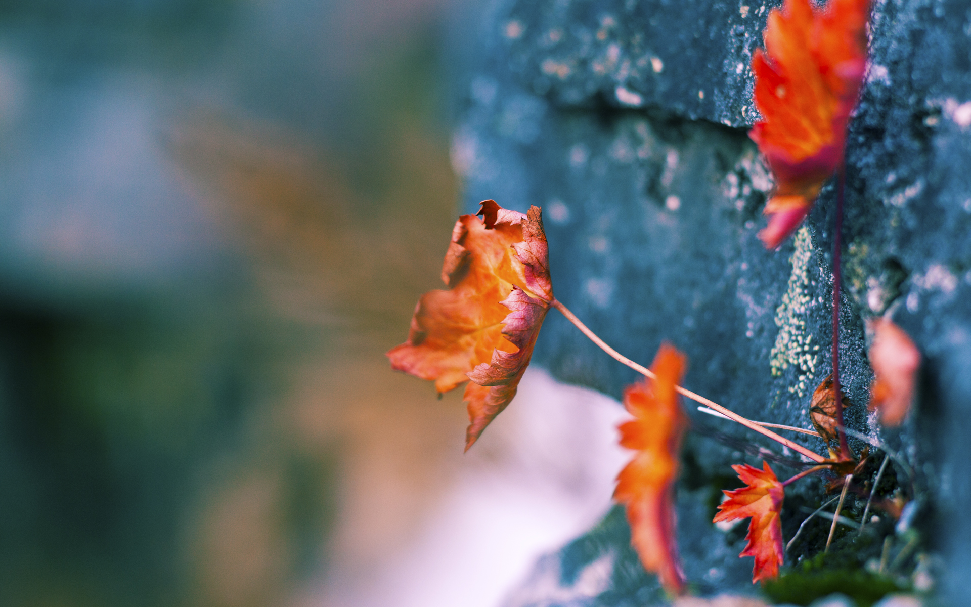 NBA将举办首届“全球球迷日”,多地城市响应,nba球队球迷数量排行2020